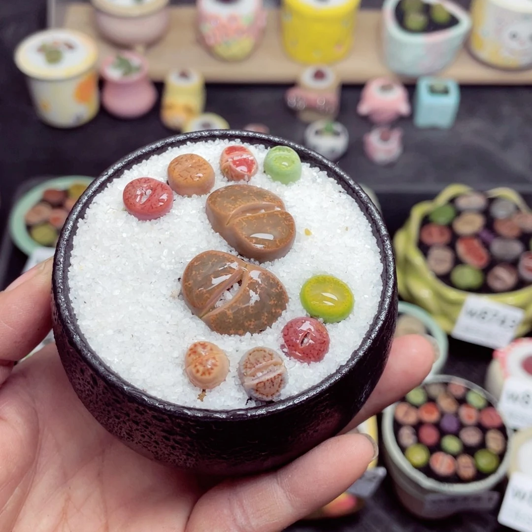 w8756 带盆土发货-零下地区拍保温箱