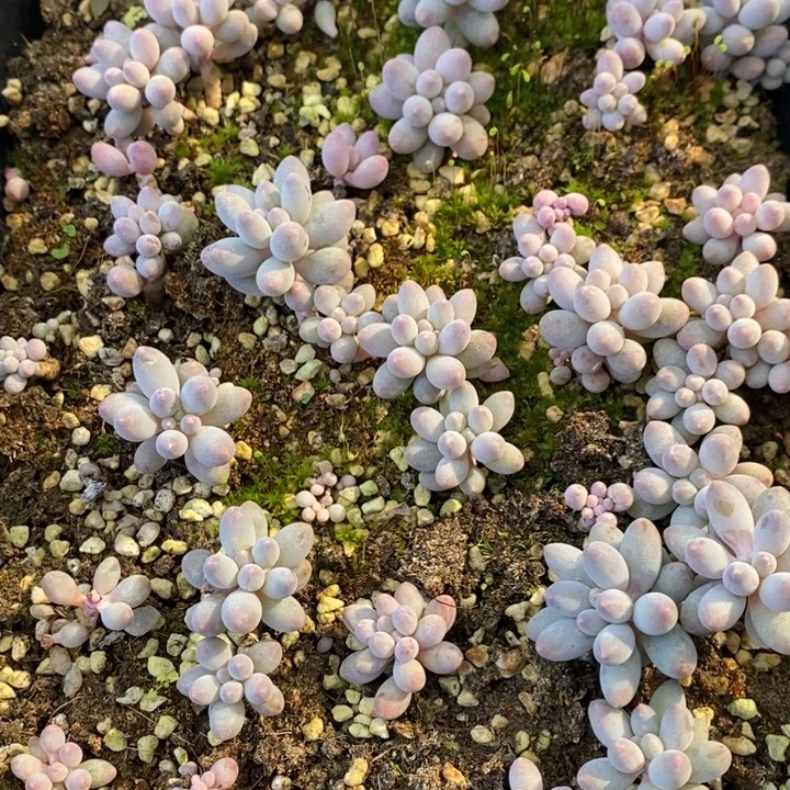 不售后特价132 多肉植物盆栽花卉