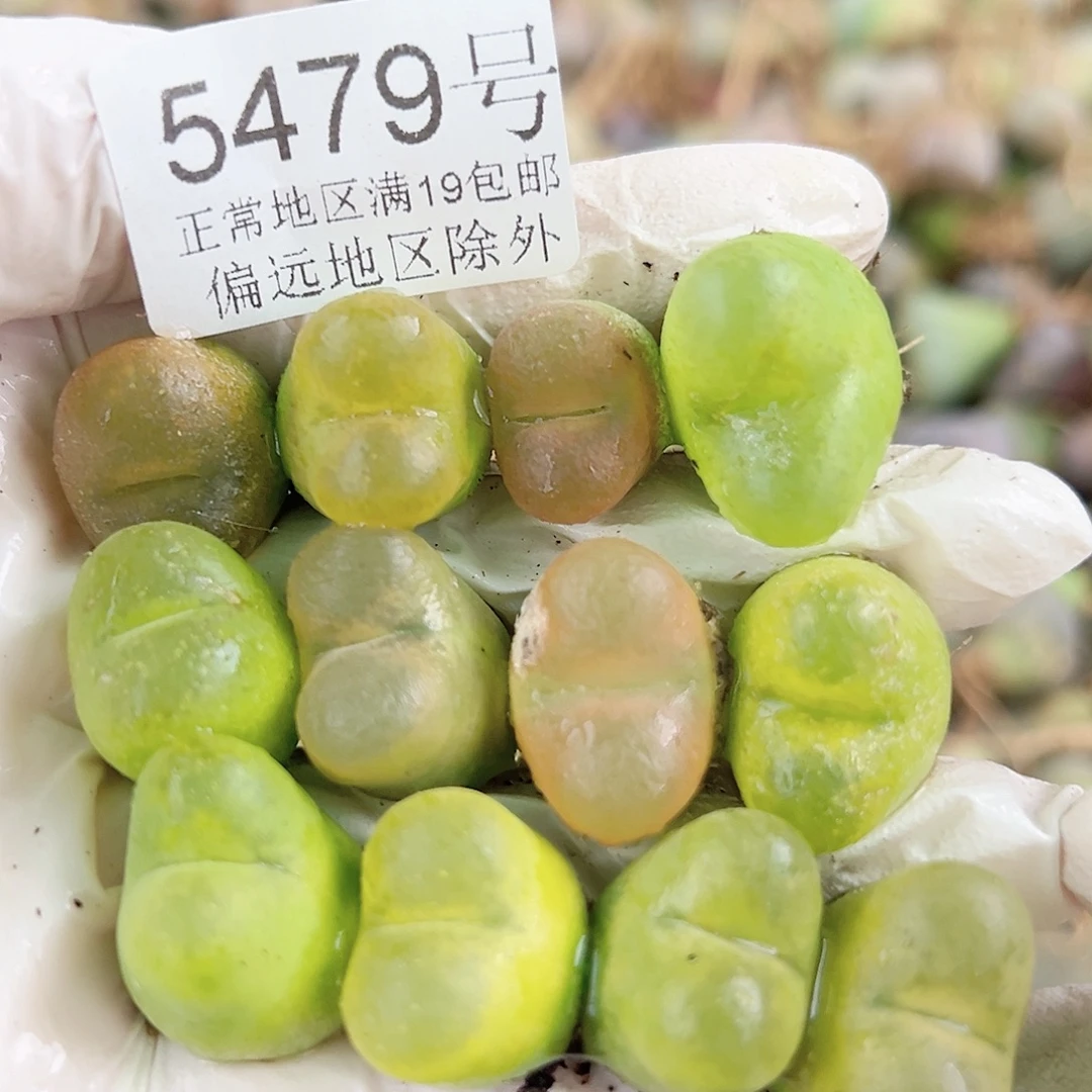 5479五年毛毛12个2cm左右