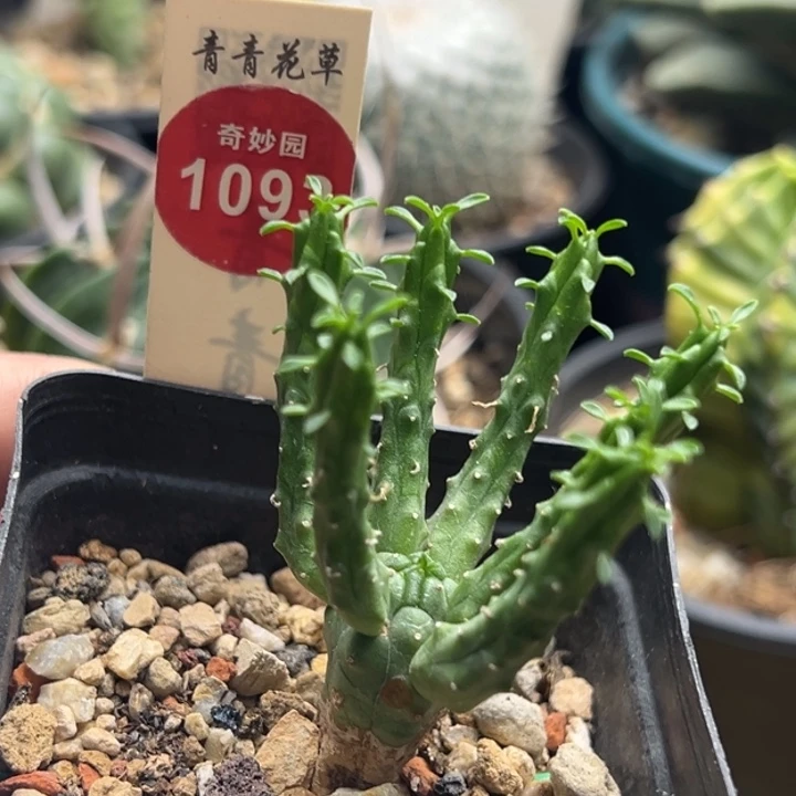 九头龙大戟实生带盆发货