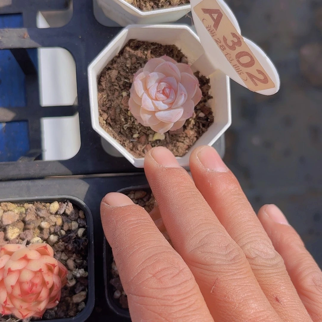 A302糖心一物一拍