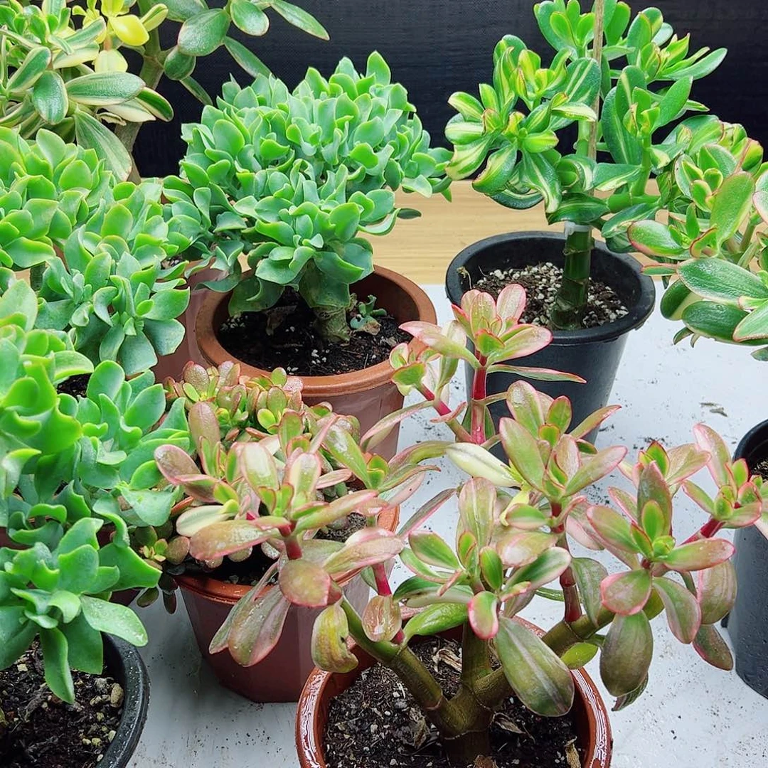 执***年稀有三色花月变异锦带盆0919