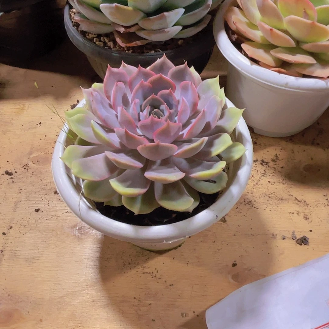 小***强0000000000000320