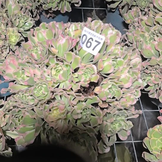 067白凤花花法师外卖