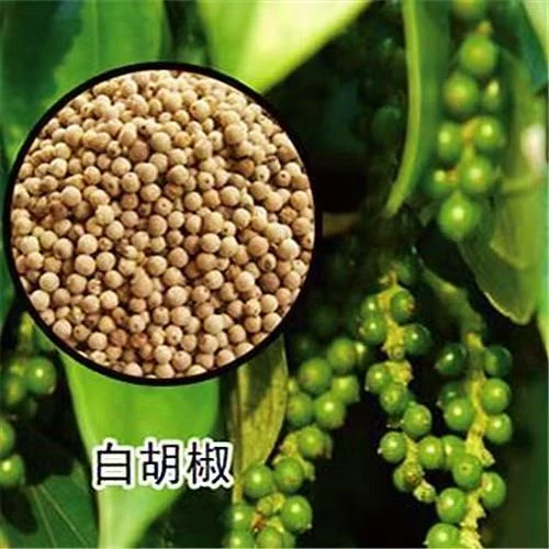 山胡椒苗 木姜子树苗 山胡椒树苗 山苍子树苗木姜子苗木姜子树苗