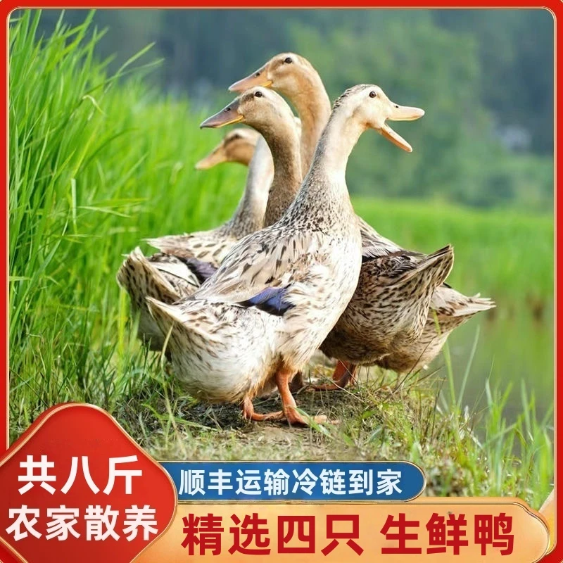 A精选4只自然生长散养土鸭水麻鸭五谷饲养现杀速冻顺丰冷链无掌翅