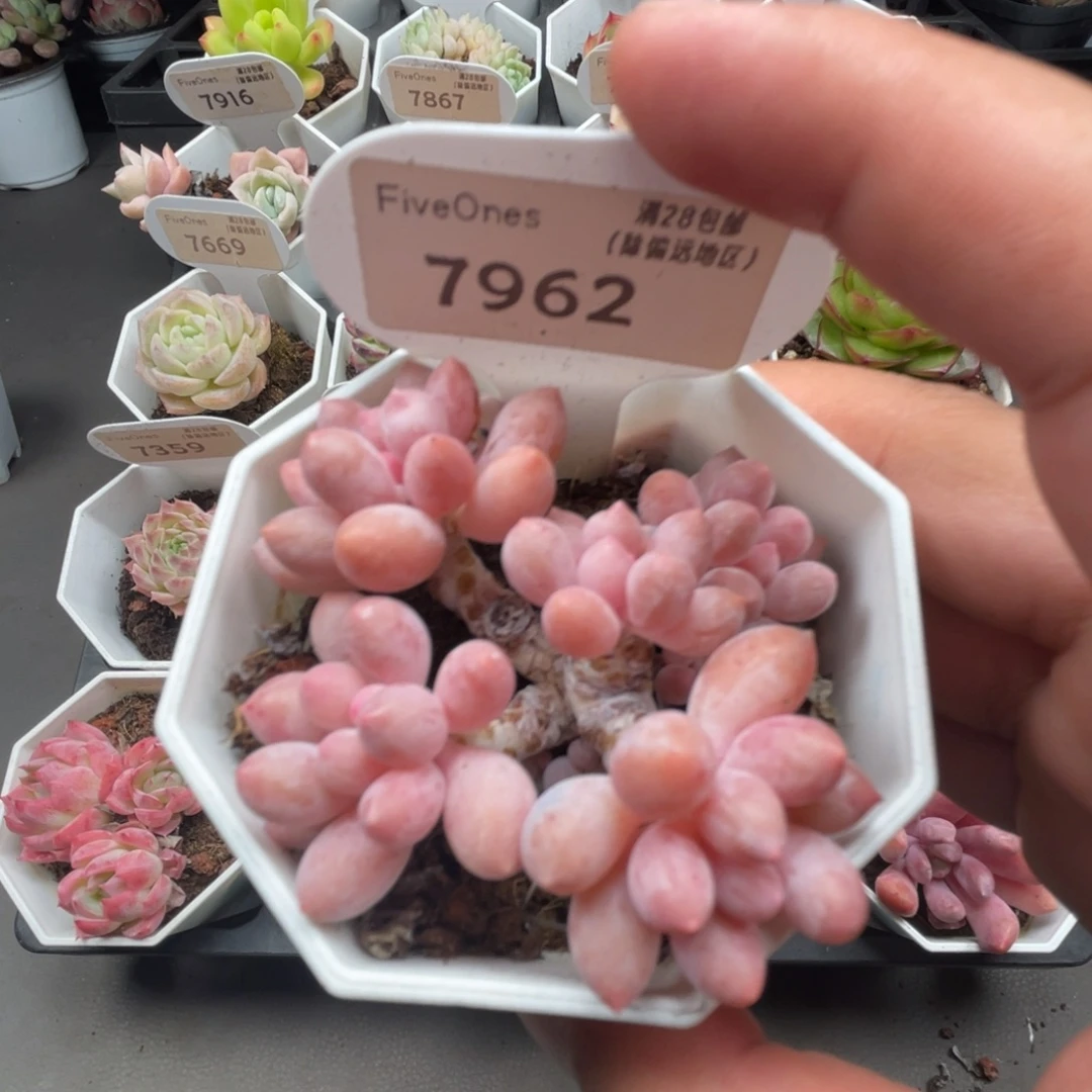 7962婴儿手指5.0厘米