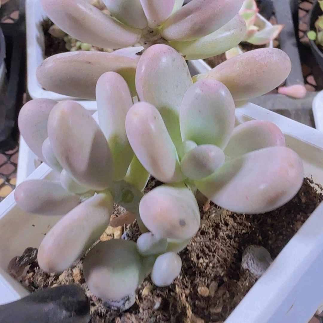 完全开放精品奶酪多肉植物