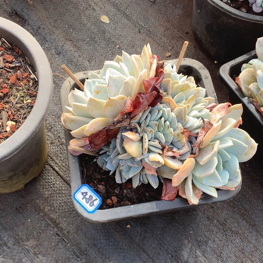 486雪特 一物一拍多肉