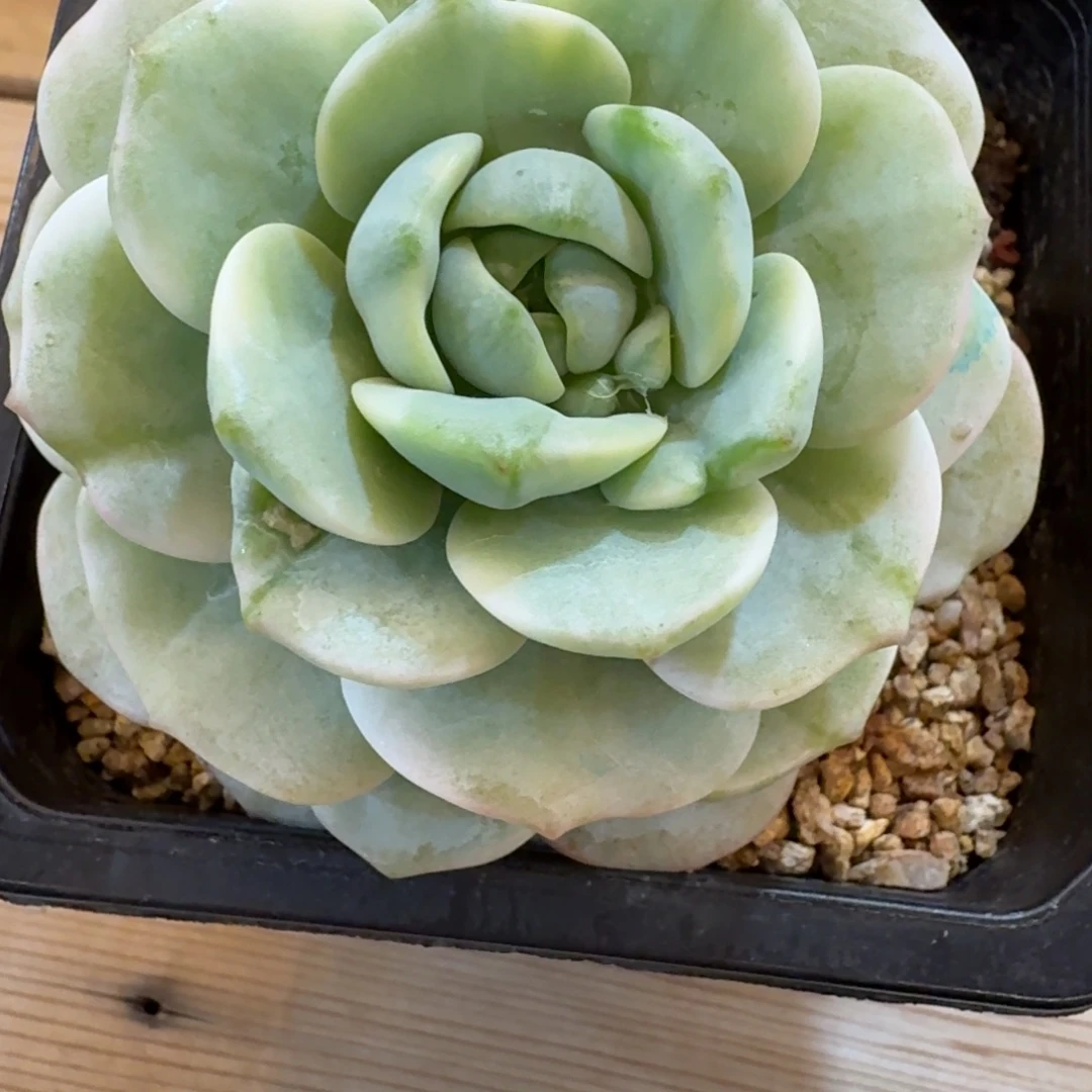 香草 安吉园艺锦锦