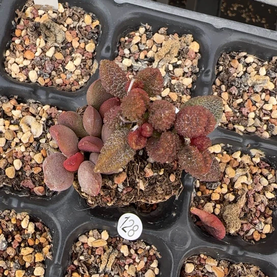 水泡组合多肉植物128