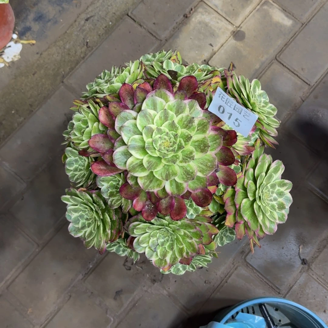 小*多肉植物015素颜