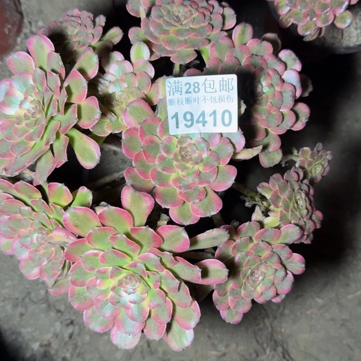 19410红金刚多肉植物