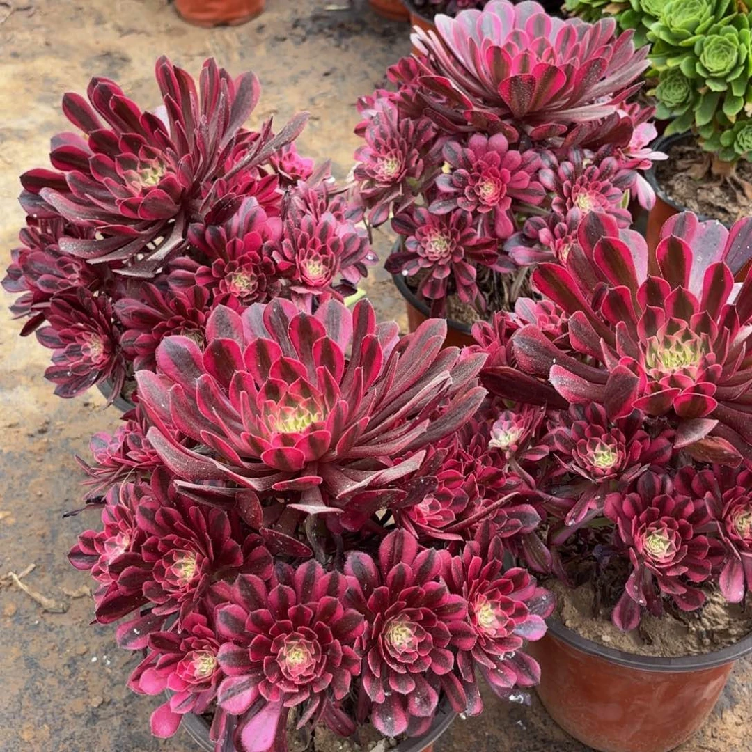 黑铜壶超白带主头9.9法师多肉嫩