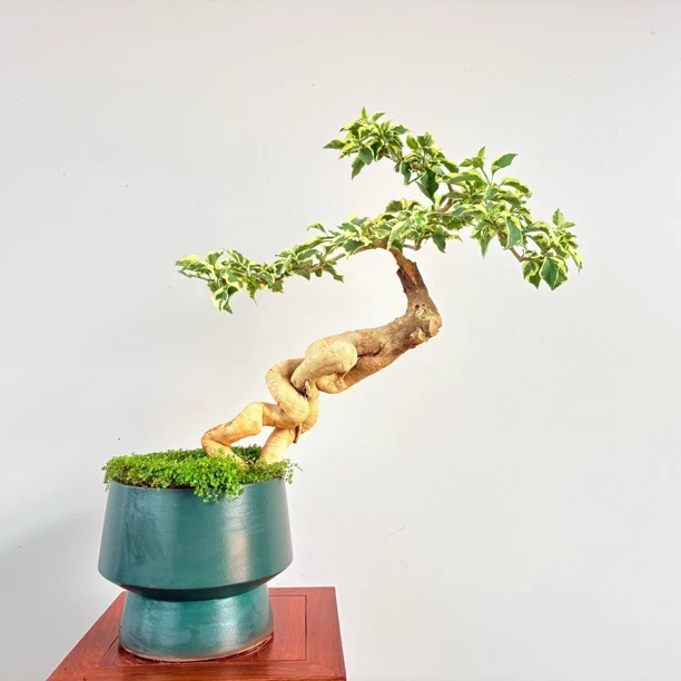 【一物一拍】提根美人桩/精选盆景/爆花易养护（落花落叶不售后）