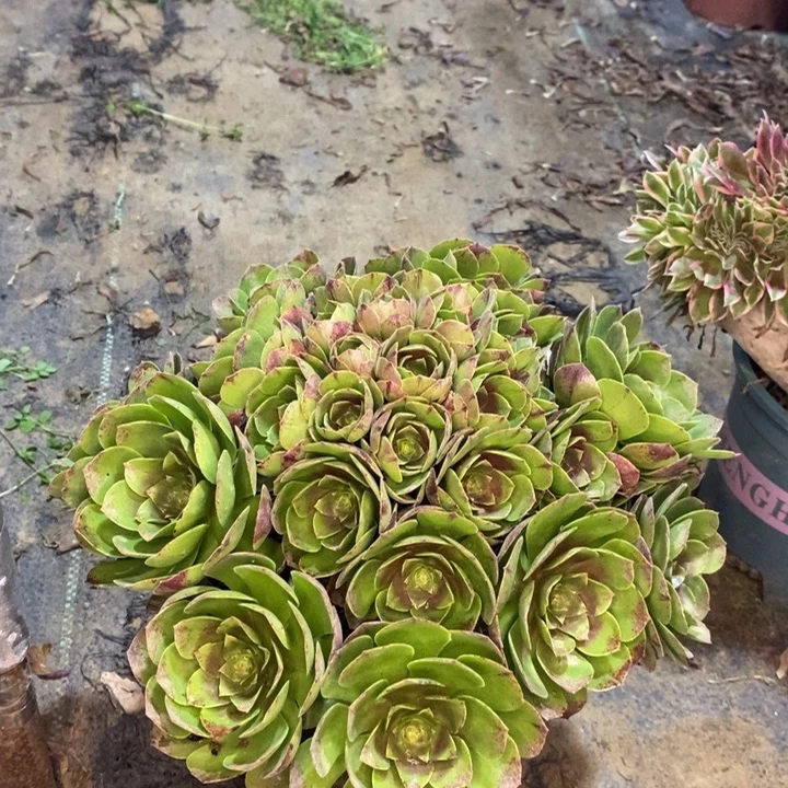 万圣节多肉植物39。