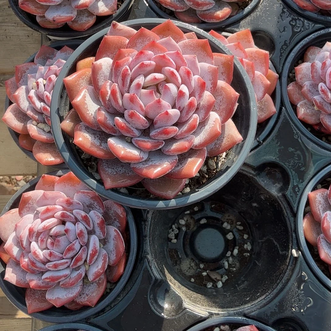 玉芙蓉多肉植物精品