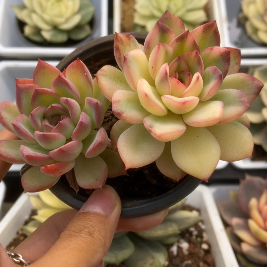 418雨燕座锦锦锦锦锦锦锦