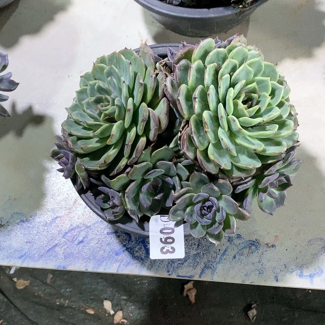 徽*⁶093蓝色妖姬多肉植物