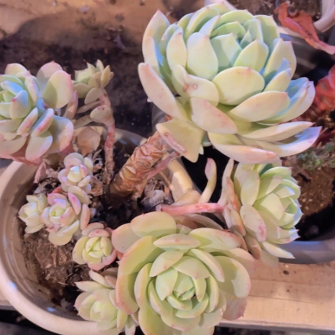 【闪购商品】恋曲25320