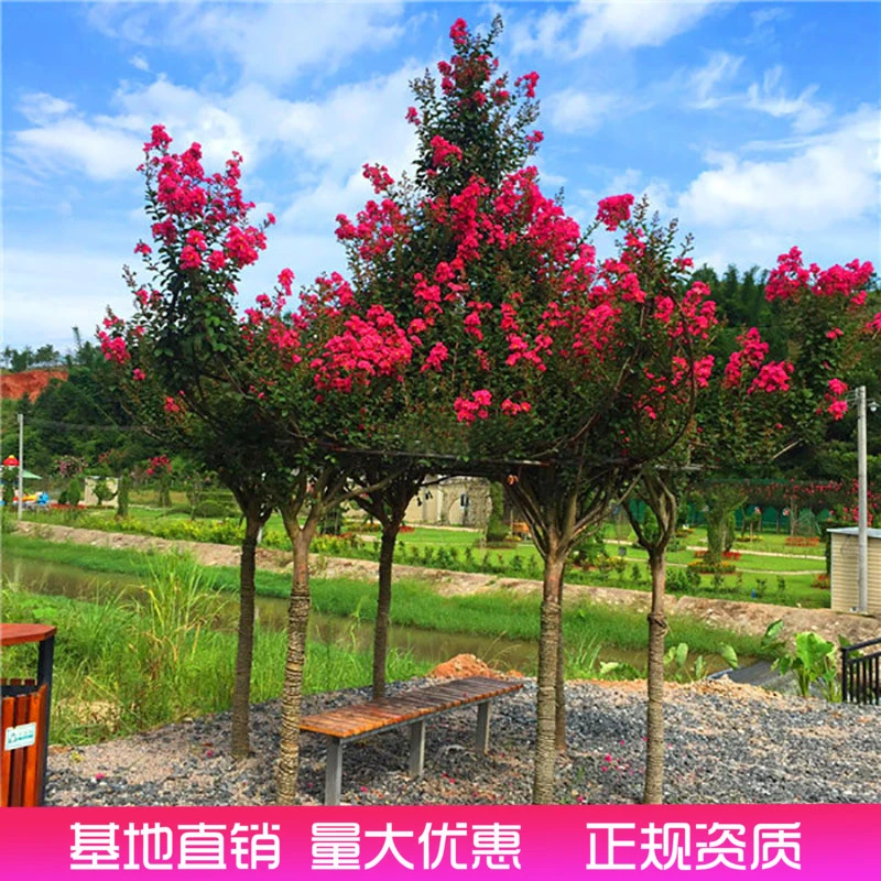 紫薇树苗 绿化苗木红火箭红火球百日红南方北方庭院别墅种植趣味