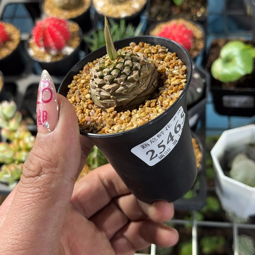 懒**者25465一物一拍单头发货