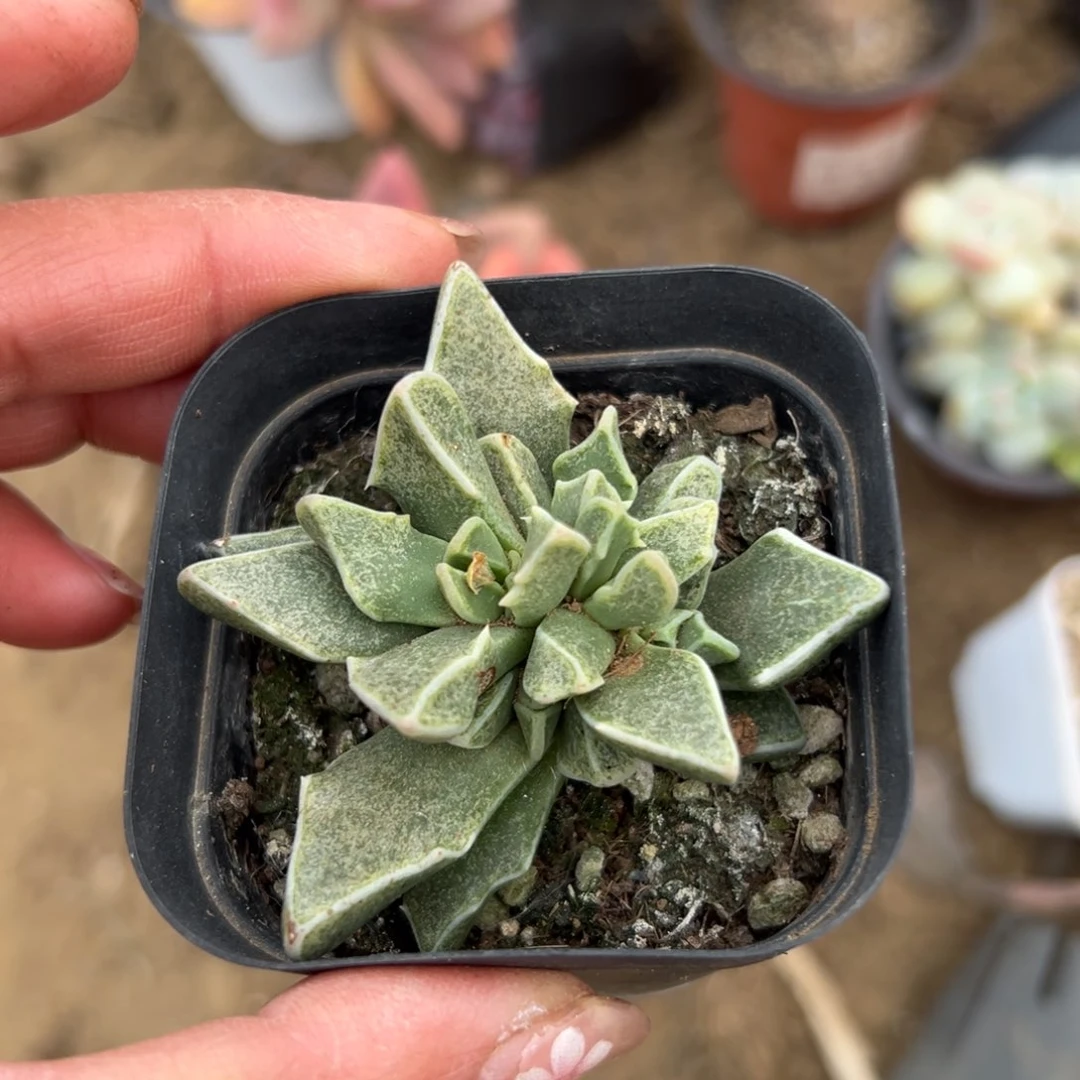 多肉植物多肉植物