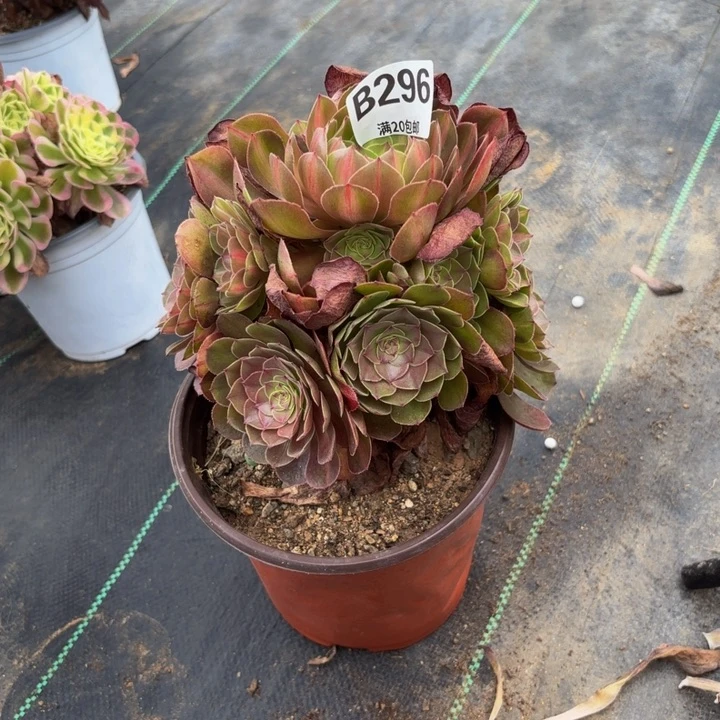 瑞妈多肉园艺，296