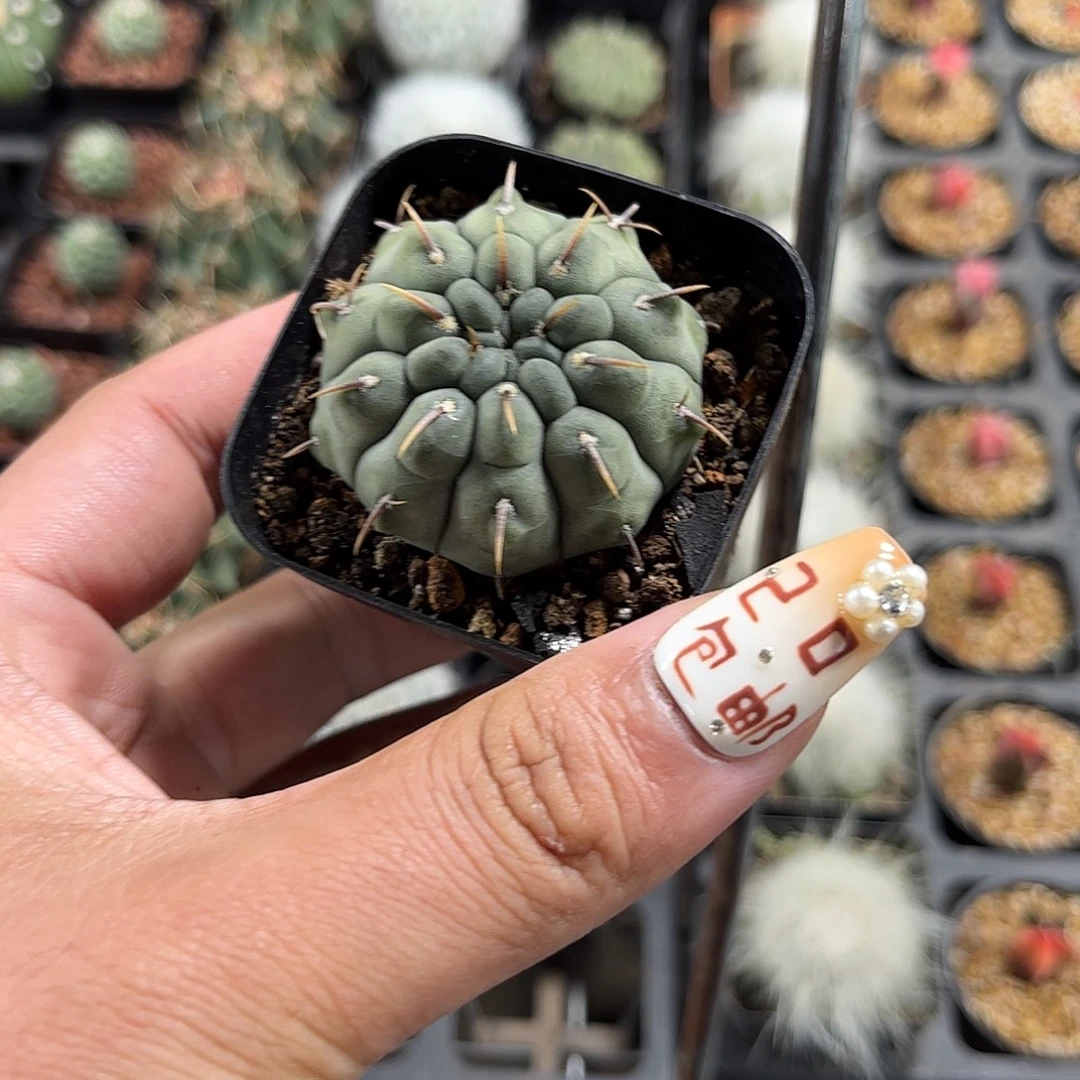 一本刺单头发货单头