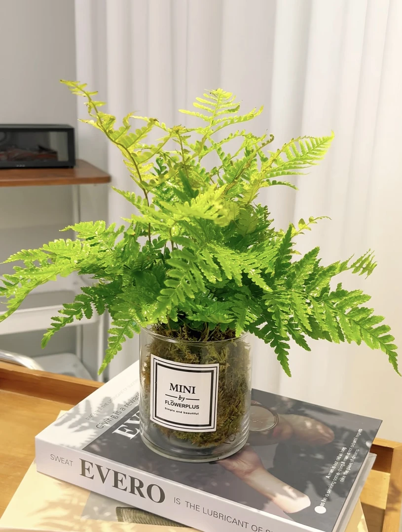 氧植严社】彩虹蕨苔藓球搭配玻璃圆柱盆室内观叶盆栽