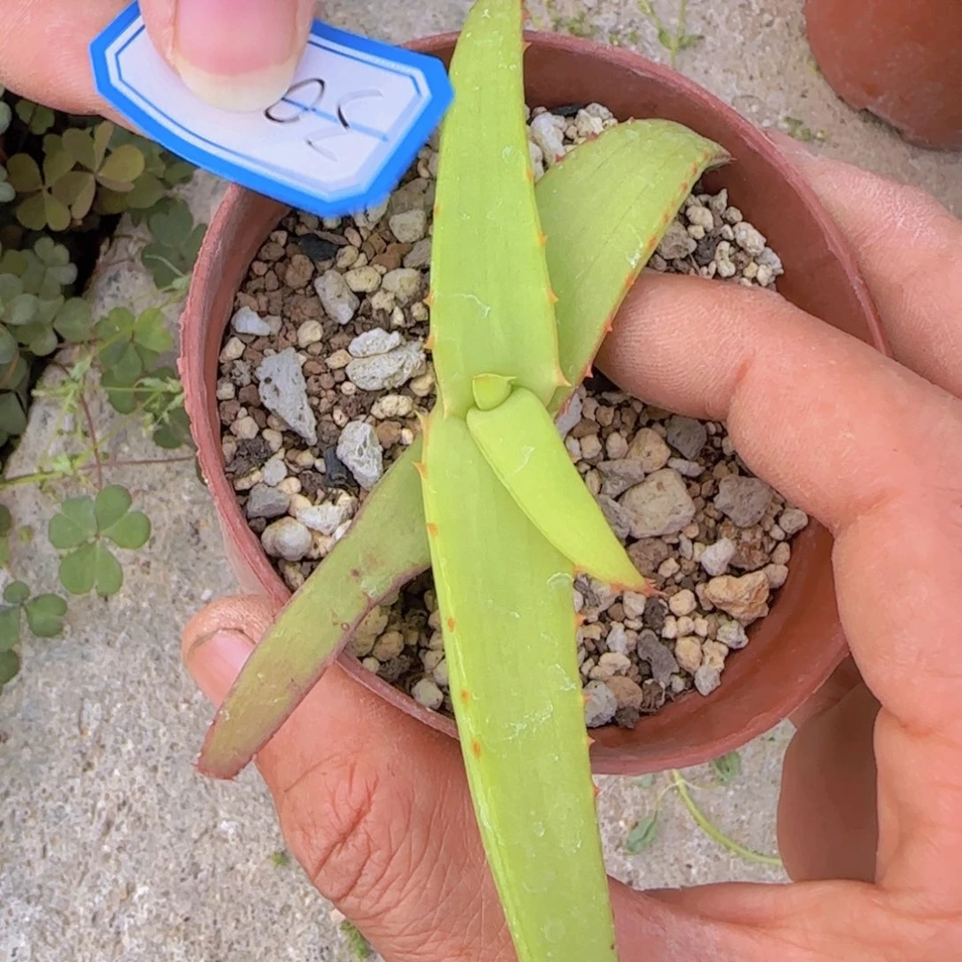 逐*者块根植物块根植物