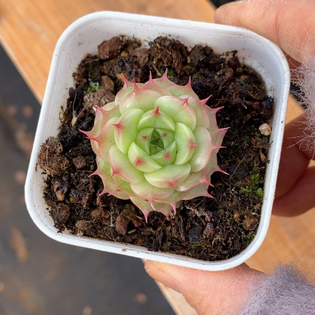 精品多肉一物一拍不包整108