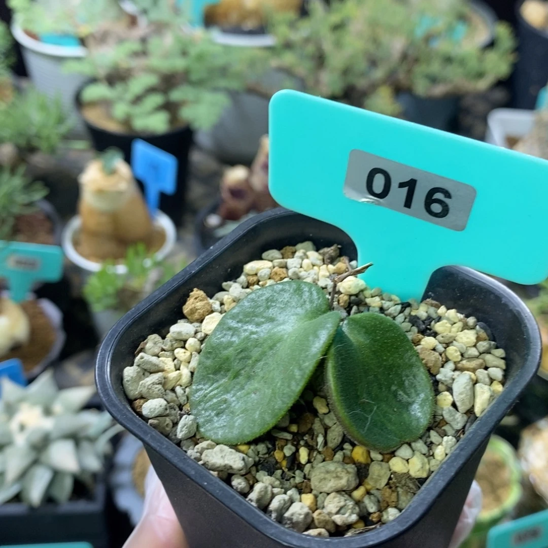 猪耳朵多肉植物一个