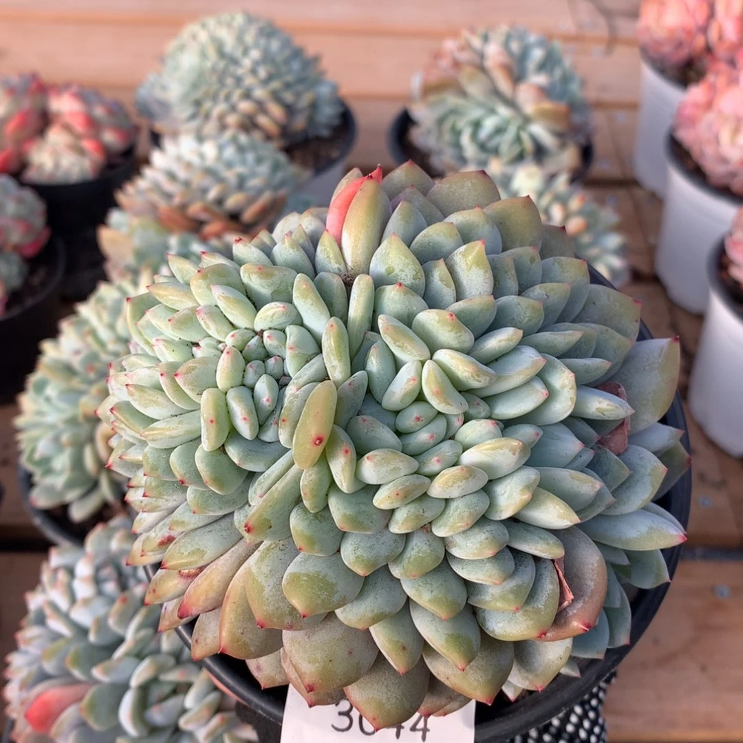 12.5厘米龙头星影缀3044