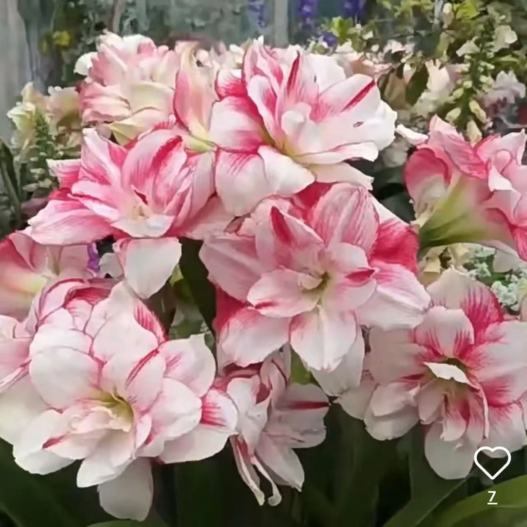 【瑞秋】澳洲进口朱顶红侧芽发育球