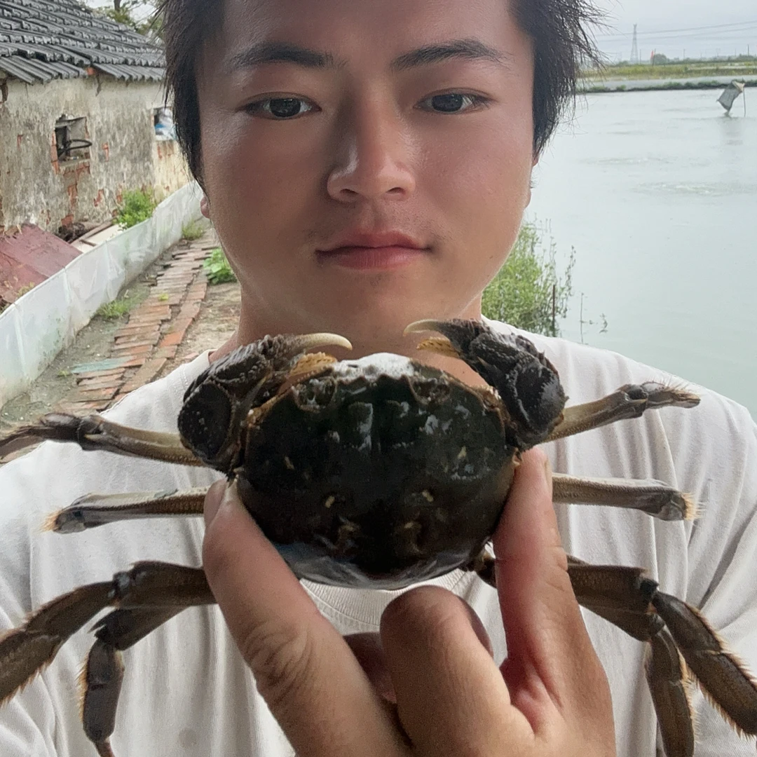 4两母蟹10只鲜活