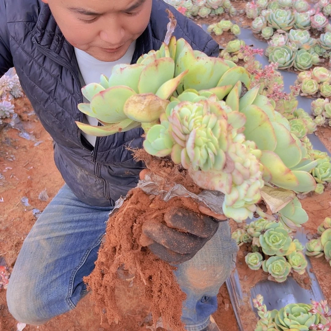 碧桃缀化一棵发货