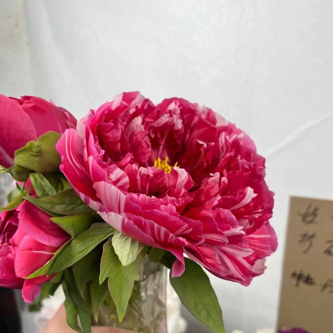 岛锦一花双色复色系