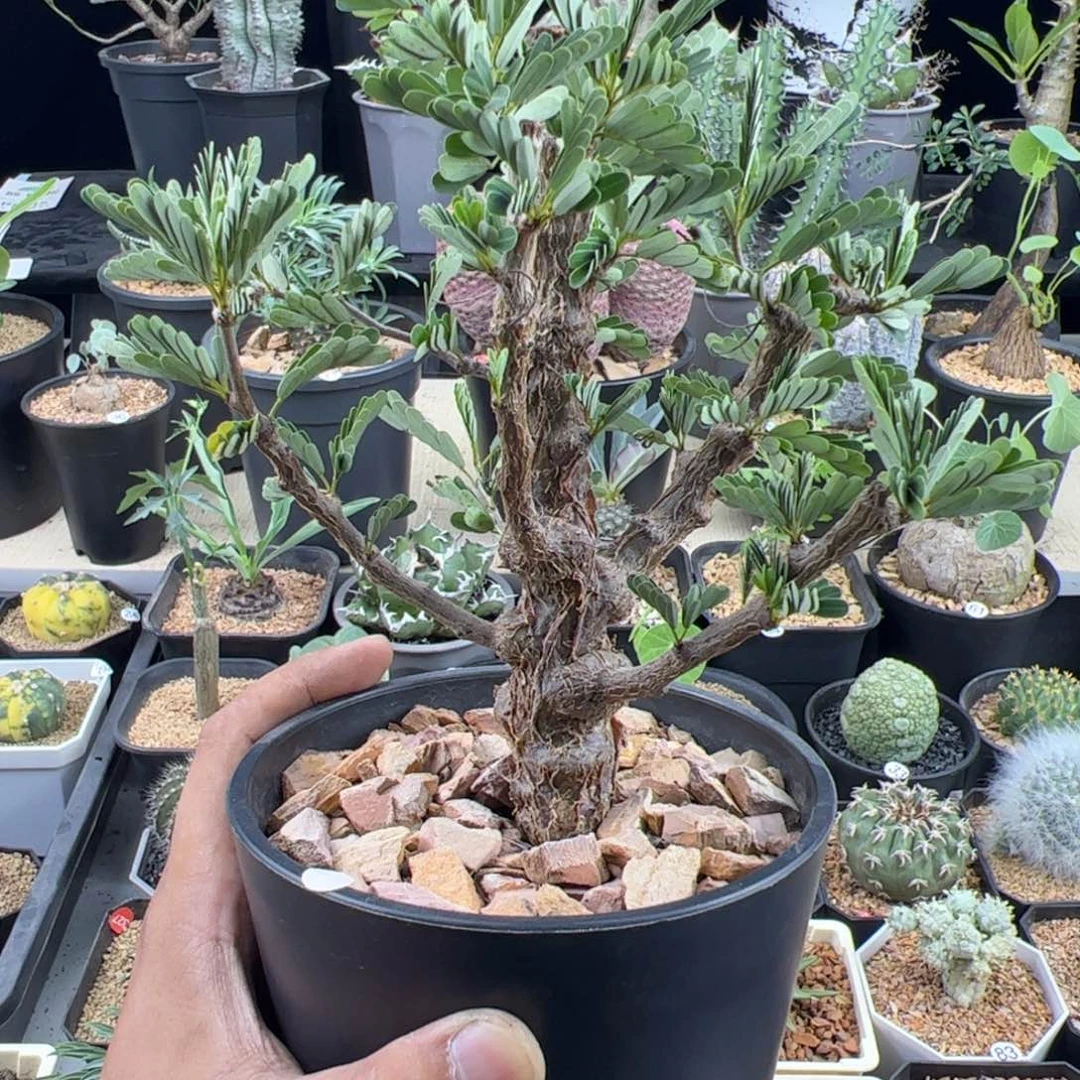 沙漠苏木一物一拍带盆发