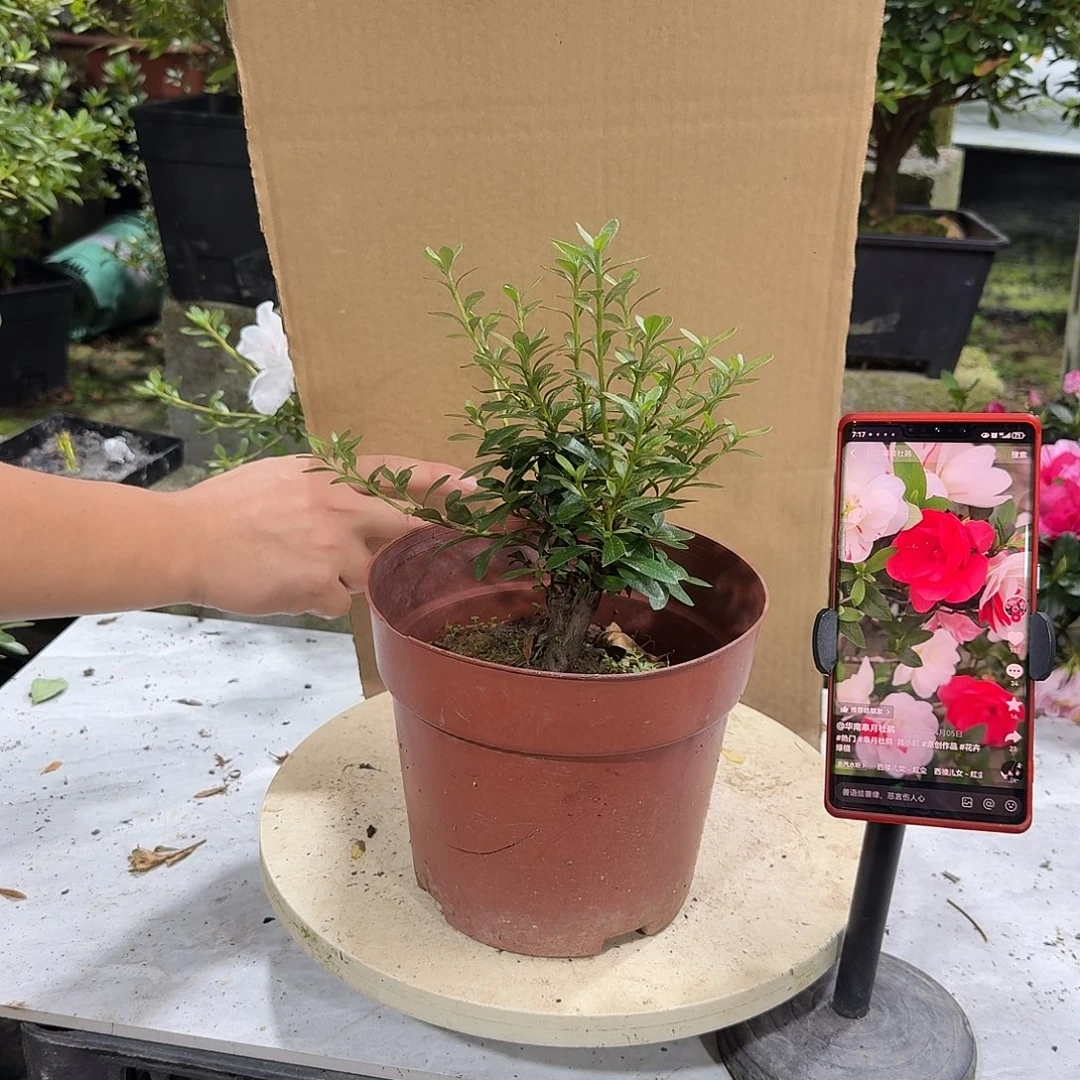 完全开放舞小汀杜鹃花