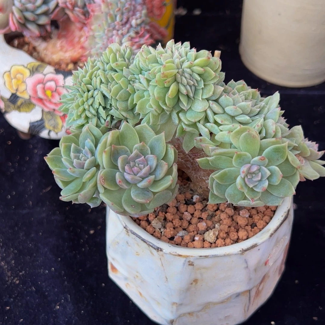 香芋紫 新年快乐 新年快乐