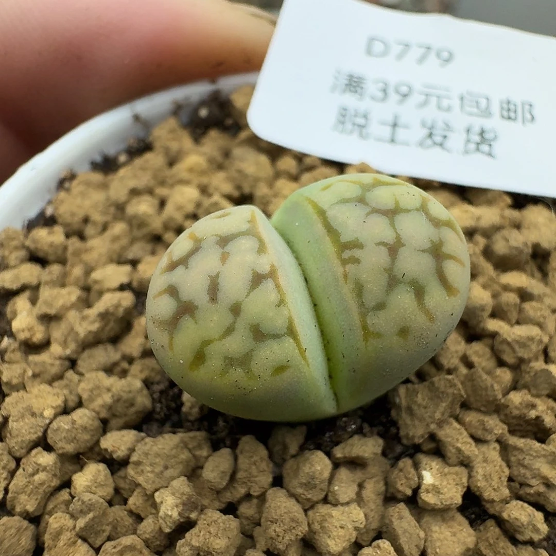 779多肉哈哈哈哈哈哈哈哈