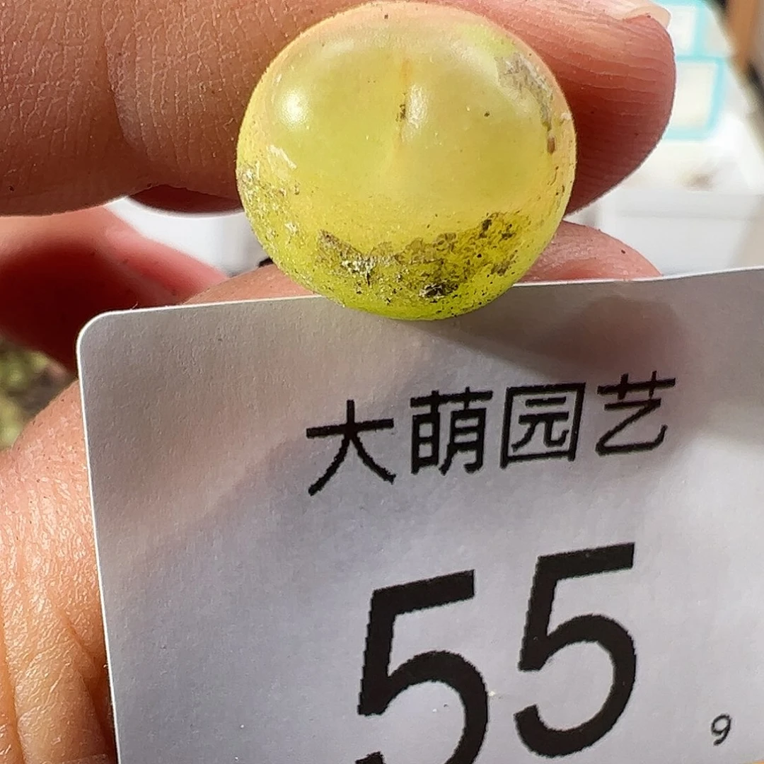 000055 一物一拍……