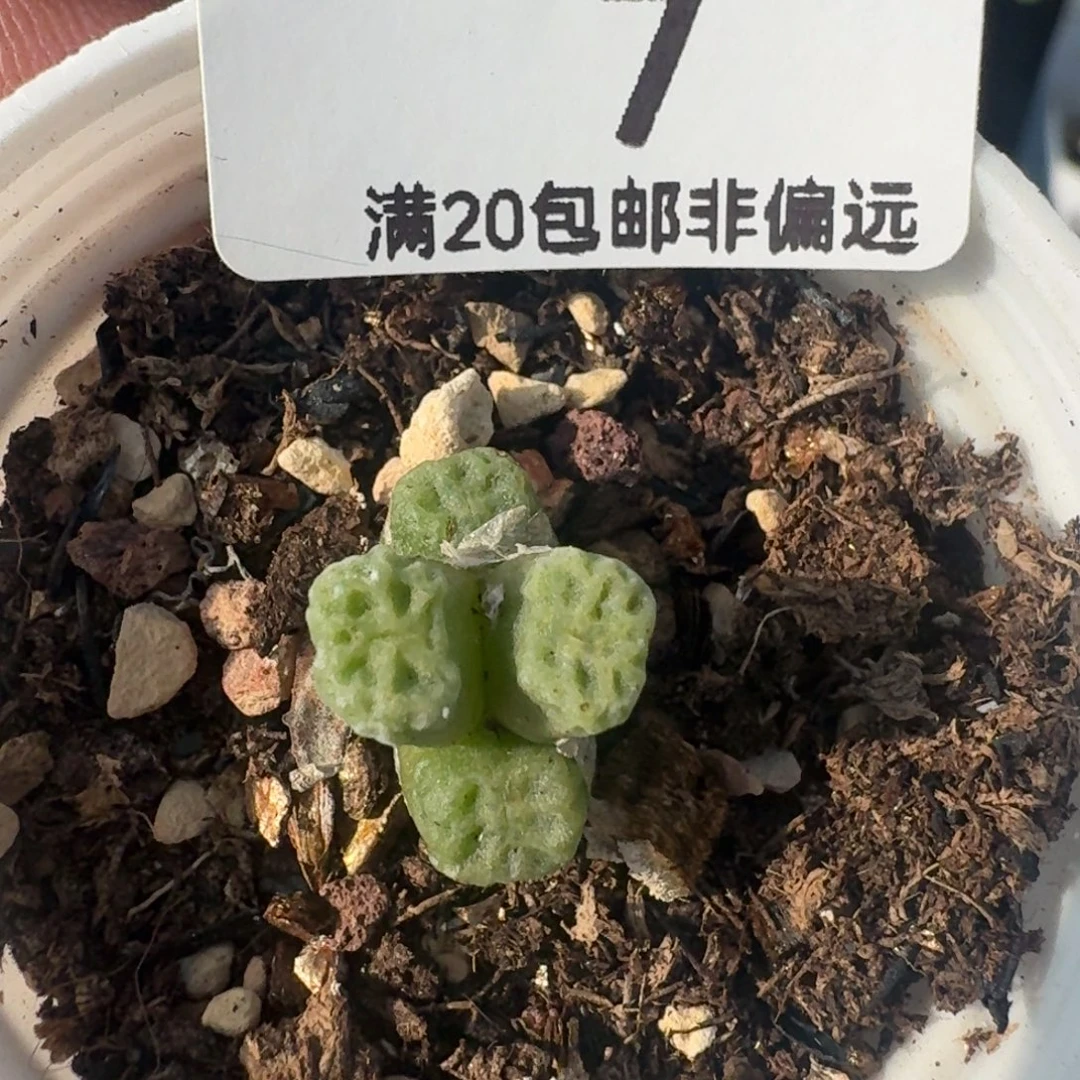 带盆土。
