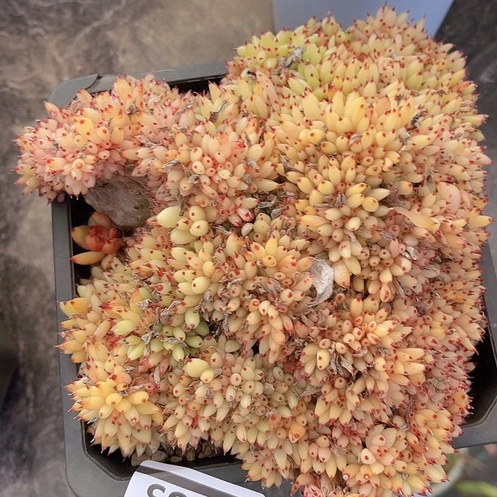 虎鲸27133多肉植物