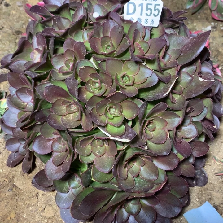 晓*云155多肉嫩桩