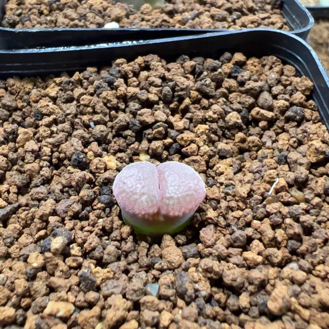 量拍白花c10风铃一颗。多肉