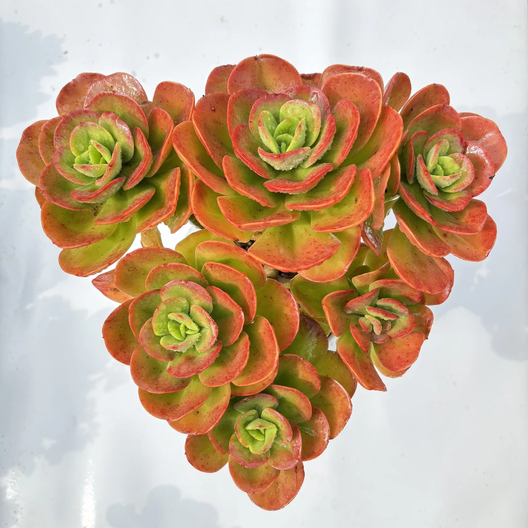 红梅 （脱土发）呆呆多肉植物 18包邮 新手好养