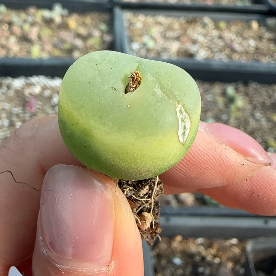 621毛汉尼0000000000