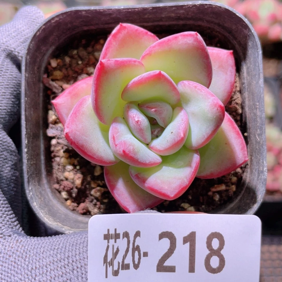 花利美26-218草莓泡芙